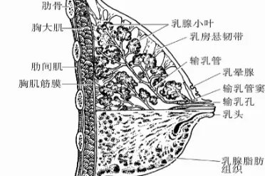 胸的结构是什么样的