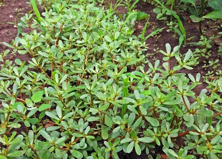 马齿苋的功效与作用