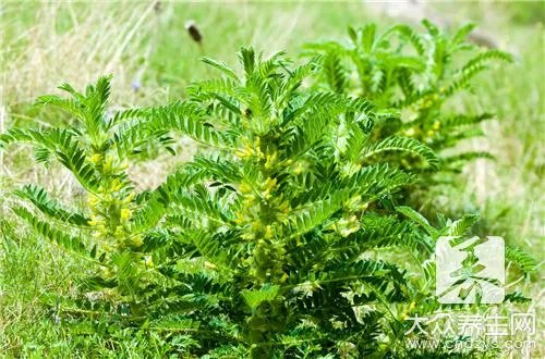 黄芪红枣茶的功效有哪些