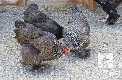 刚孵出来的小鸡怎么养