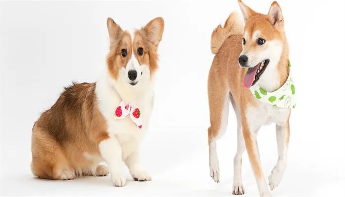 狗的平均寿命 狗的平均寿命是