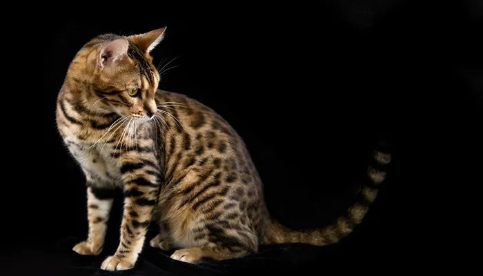 中国珍稀动物有哪些 我国珍稀动物有什么动物