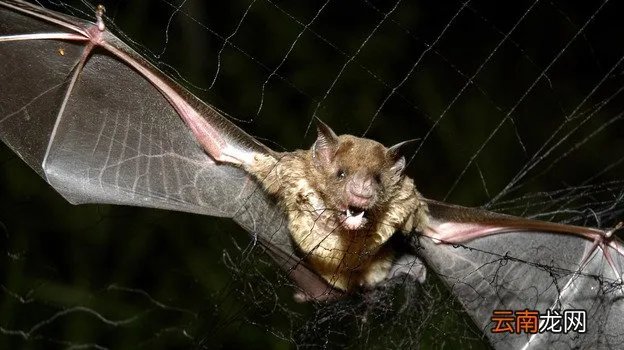 猪脸大蝙蝠存在吗,猪脸蝙蝠图片大全