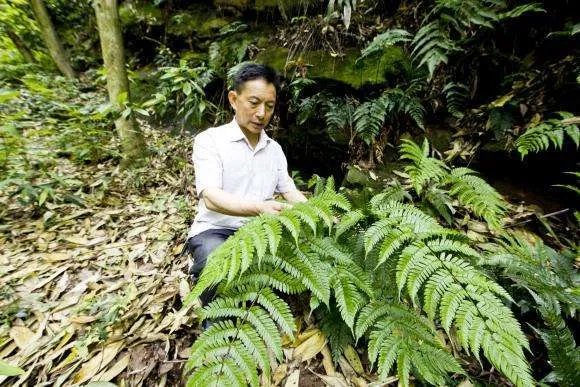 桫椤树怎么栽培 桫椤树有什么作用