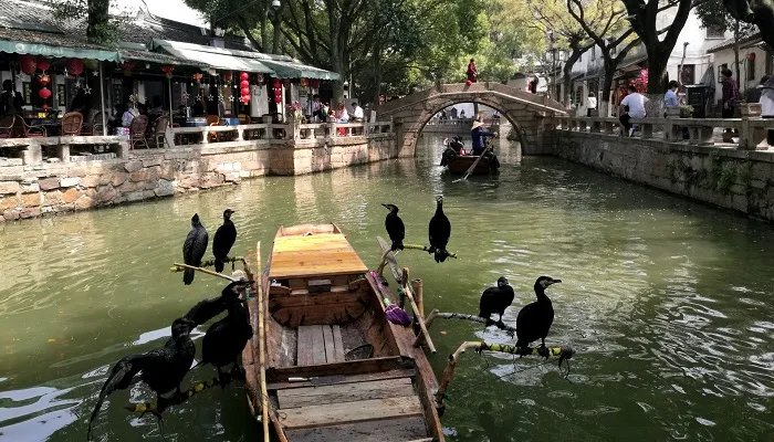 什么东西比乌鸦更讨厌