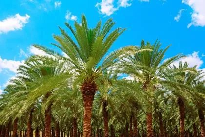 石榴木命理解析，石榴木命的命运好吗？