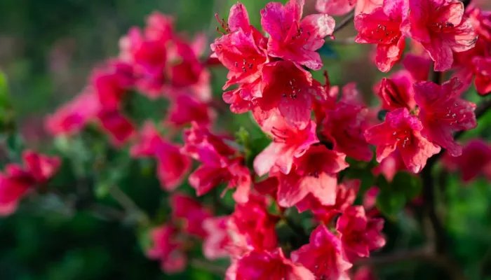 2022年四月最吉利的日子 2022年四月有哪些好日子