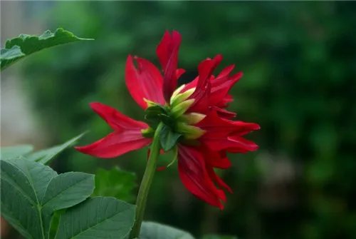 山芋花怎么养 山芋花有毒吗