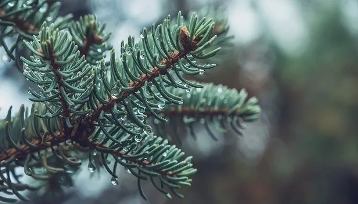 松树的特点 松树的特点有哪些