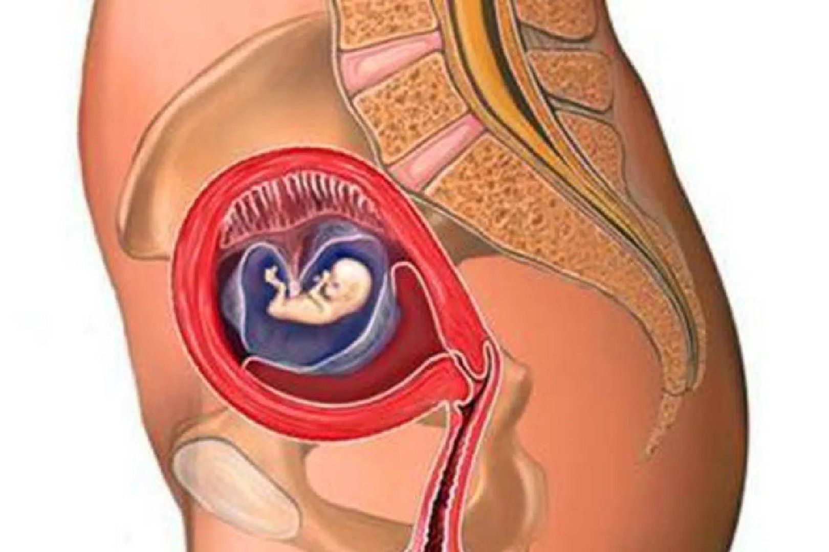 怀孕三个月胎儿在哪个位置示意图