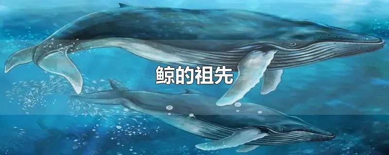 鲸的祖先