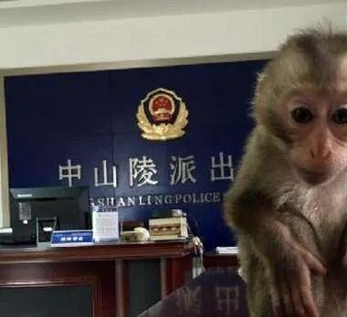 世界上最珍稀的猴子——食蟹猴