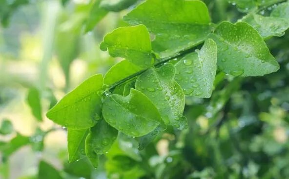酸雨的主要成分