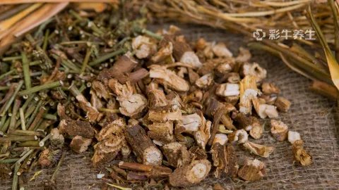 菊苣根的功效和作用