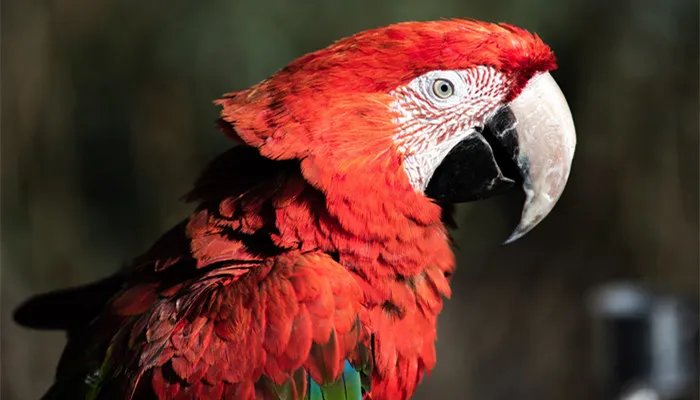 幽禽指的是什么鸟 幽禽指的是