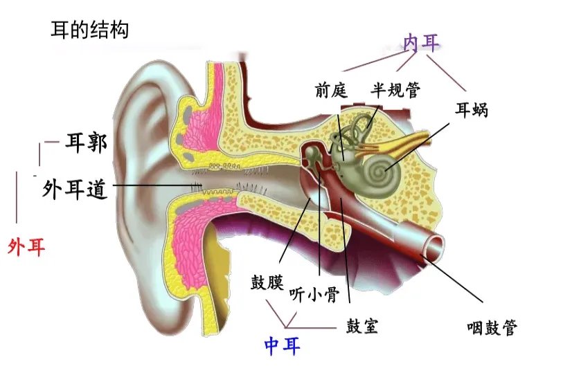 耳部结构图及其名称