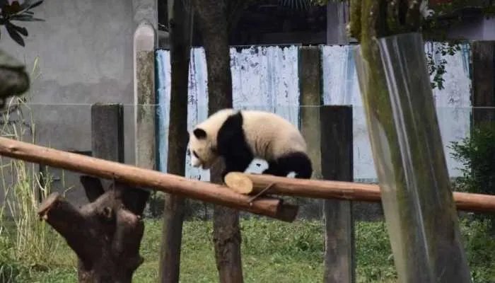 大熊猫吃肉吗 大熊猫为什么吃肉