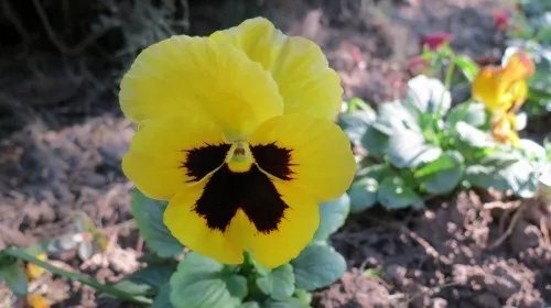 鬼脸花的花语 鬼脸花的应用价值