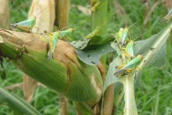 蝗灾时蝗虫真的吃人吗?会分泌苯乙腈气体(不会吃人)