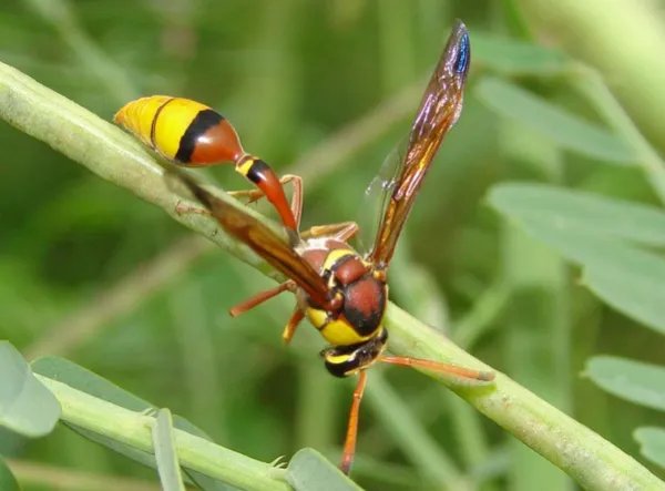 螟蛉义子是什么意思