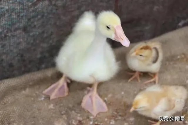 你最爱的人是谁