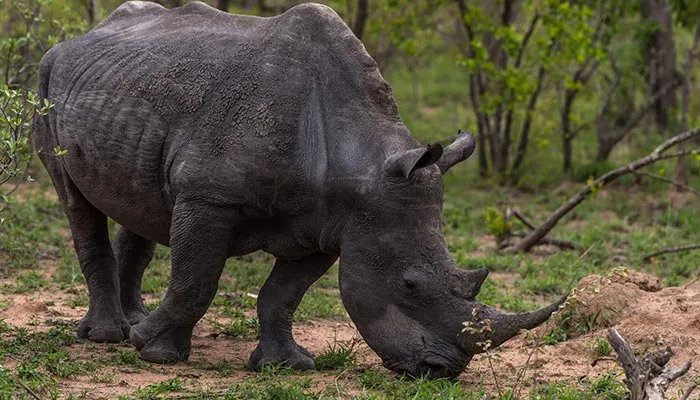 尾巴的用处 尾巴的用处有哪些