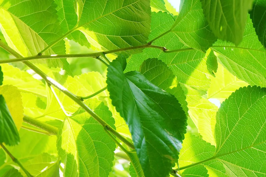 臭梧桐叶的功效与作用