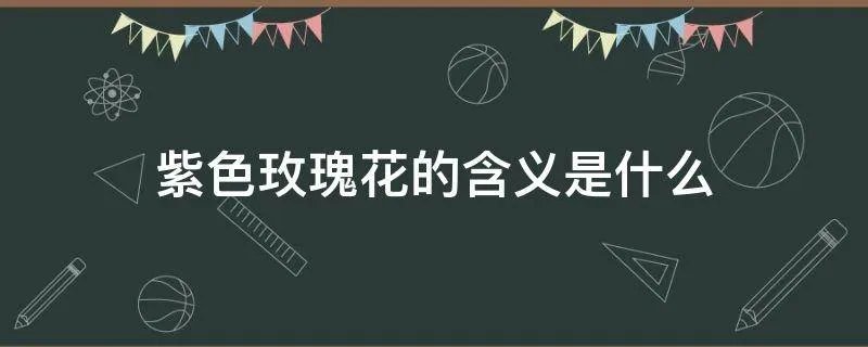 紫色玫瑰花的含义是什么