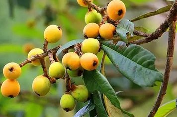 野枇杷的功效与作用