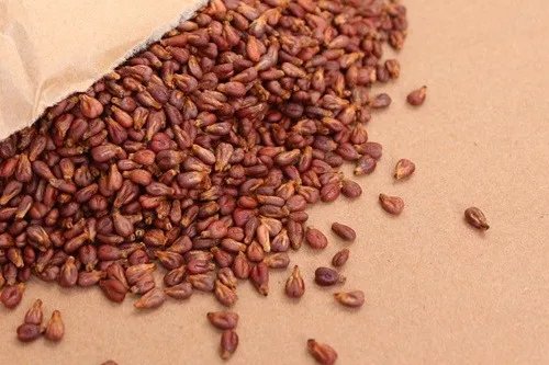 葡萄籽提取物的功效与作用