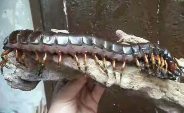 蜈蚣吃蛇为什么