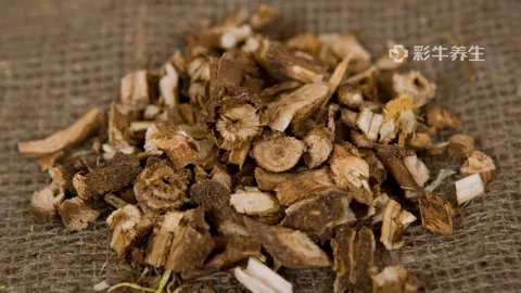 菊苣根的功效和作用