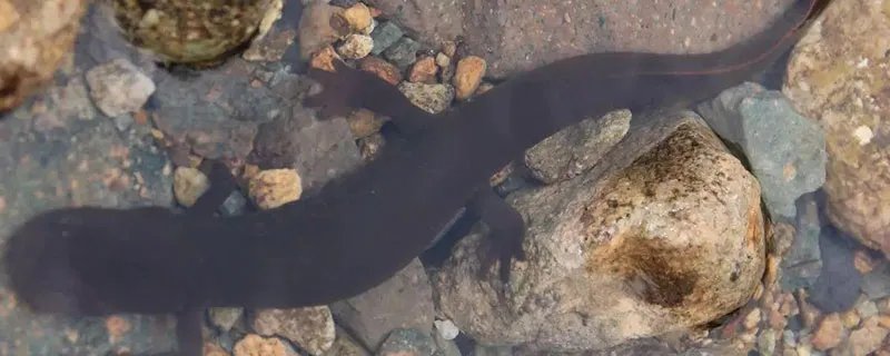 娃娃鱼吃什么 娃娃鱼吃什么食物