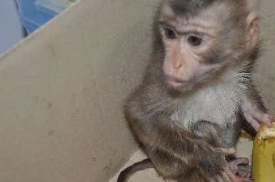 世界上最珍稀的猴子——食蟹猴