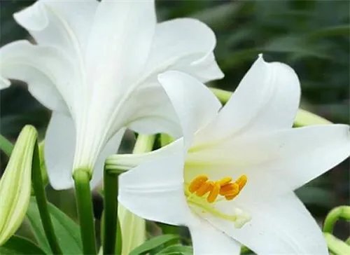 送花的讲究有哪些  送花有哪些注意事项