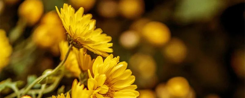 宁可枝头抱香死不曾吹落北风中的意思是什么