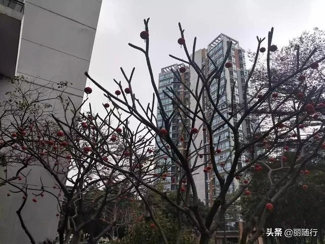 天安科技园租房子的多吗？租一个两居室大概多少钱？