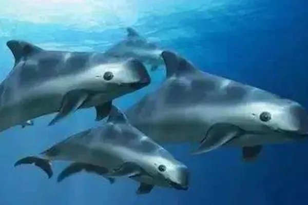 世界上十大珍稀动物:大熊猫只排第六，第一名几近灭绝