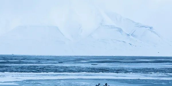 为什么北极没有企鹅 北极没有企鹅的原因