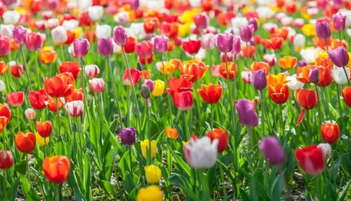 郁金香开花时间 郁金香开花时间是多久