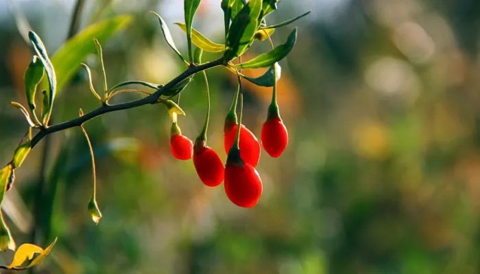 小满经典诗句 关于小满的诗句有哪些