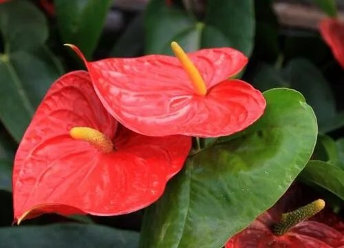 送花的讲究有哪些  送花有哪些注意事项