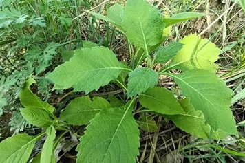 野烟的功效与作用