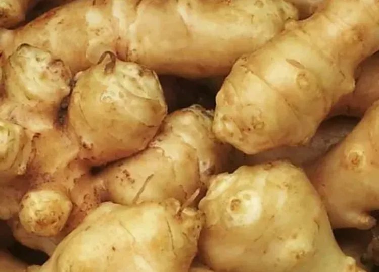 洋姜的功效与作用