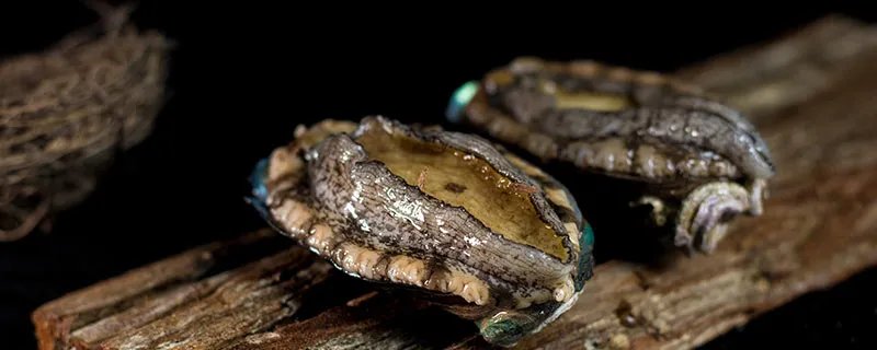 鲍鱼吃哪些部位 鲍鱼应该吃哪些部位