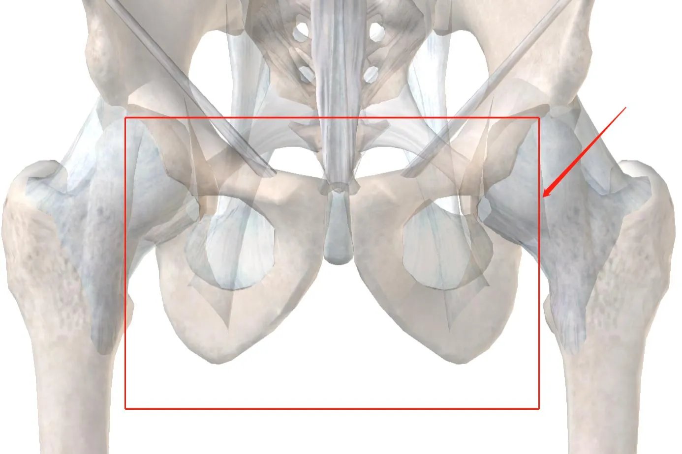 人体骨骼模型图片