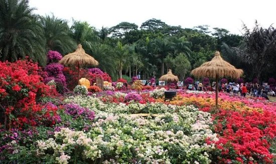 春夏秋冬各有什么花 四季代表性的花卉是什么