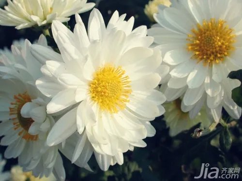 白菊花图片欣赏 白菊花简介