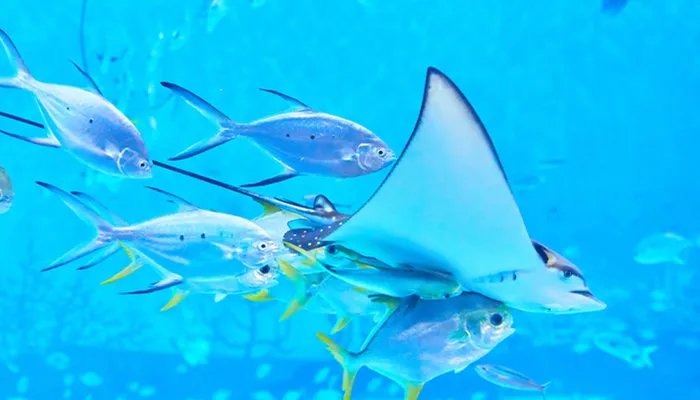 北海道渔场形成的原因 北海道渔场怎么形成的