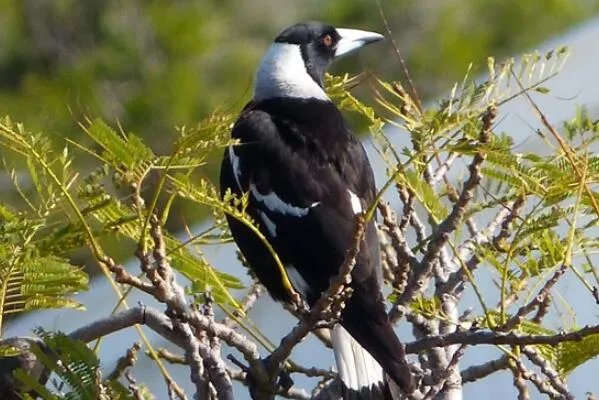 世界上十大最危险的鸟类，秃鹫被用于天葬，第二是菲律宾国鸟